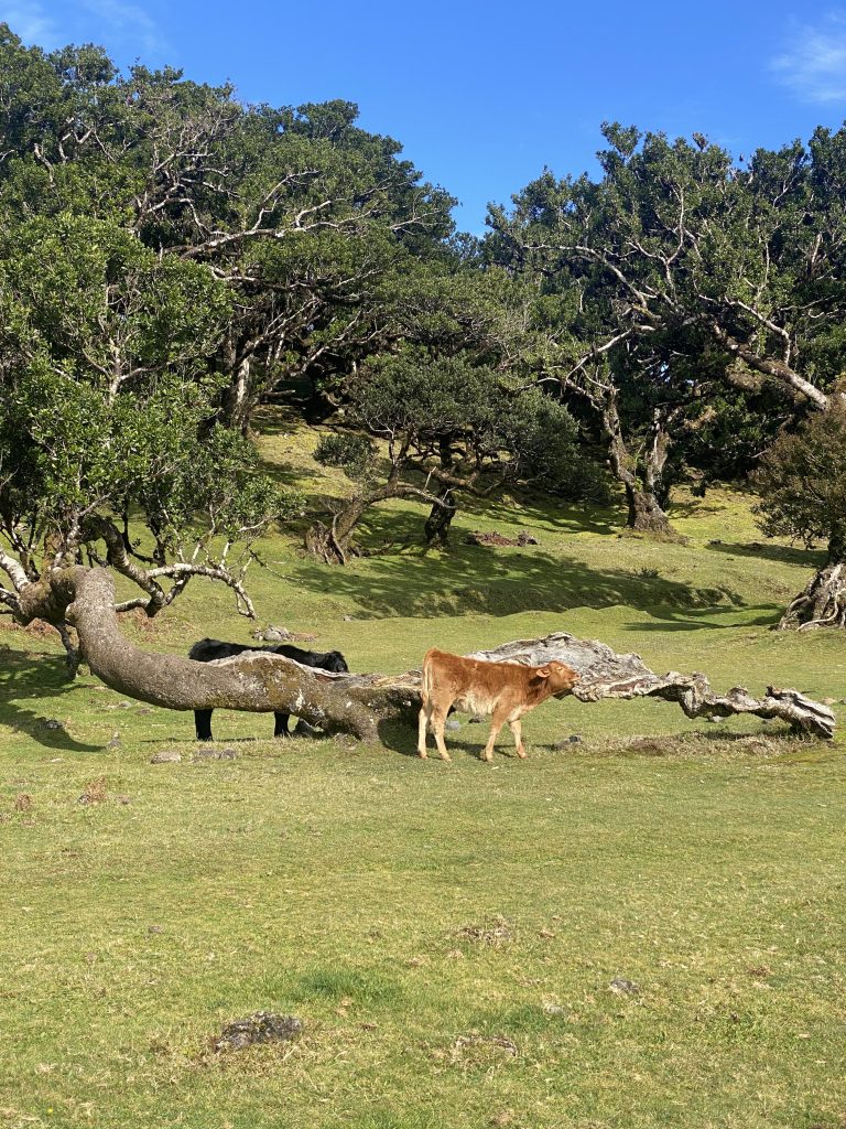 Cows in Fanal