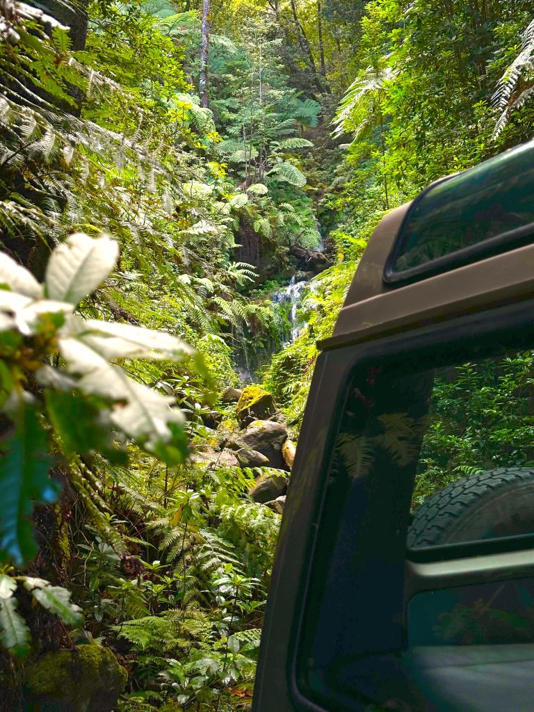 forest tour madeira private