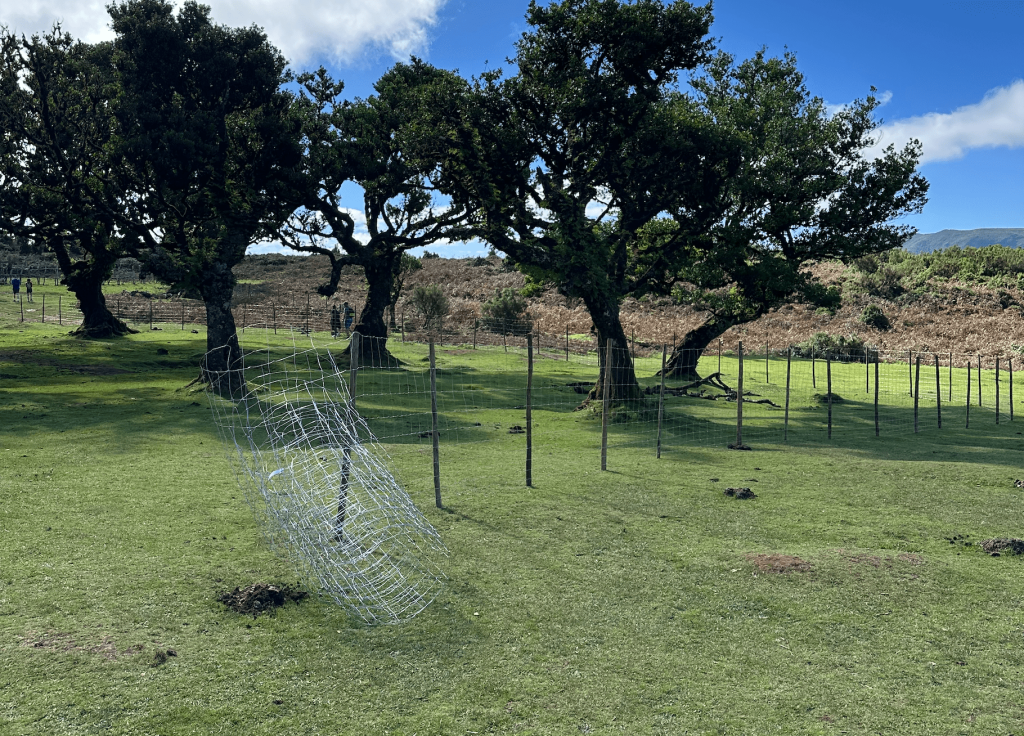 Fences around trees in Fanal