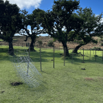Fences around trees in Fanal