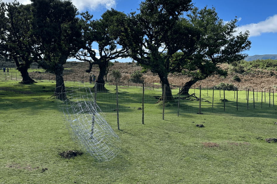 Fences around trees in Fanal