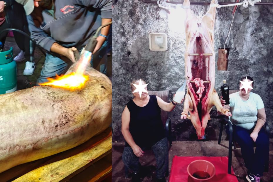 Matança do porco, Madeira, pig hanging with two people looking proud