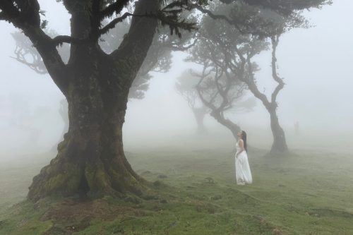 Fanal forest